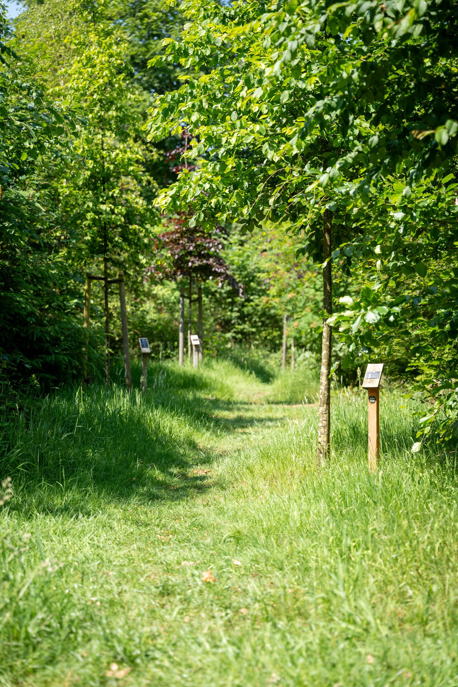 Waldbestattung